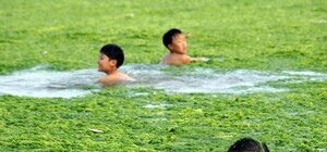 Поплаваешь: в Киеве начали чистить прибрежные зоны от водорослей