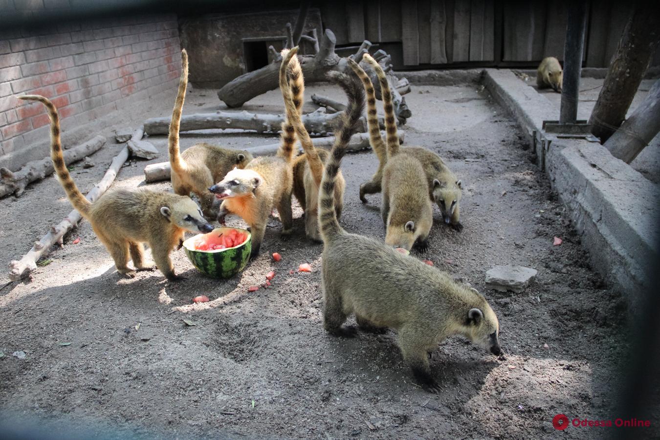Новость - События - Какие классные: в одесском зоопарке животных кормили арбузами и дынями