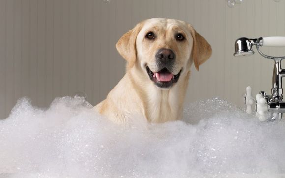Новость - Коммуналка - Искупаешь собаку позже: одесситам отключат воду