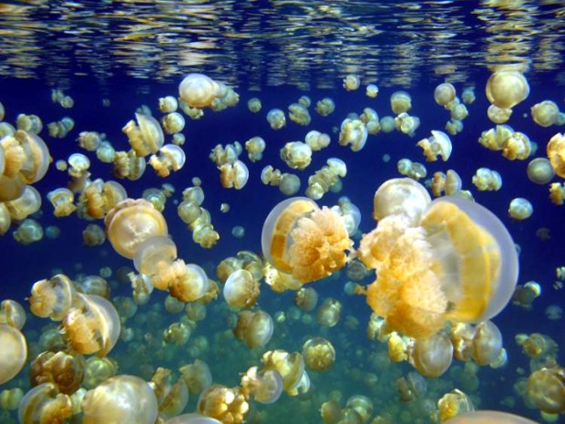 Новость - События - Апокалипсис: на одесский пляж выплыли тысячи медуз