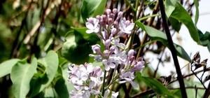 Фотофакт: в Полтаве расцвела сирень