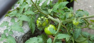 Фотофакт: біля львівського нічного клубу з-під асфальту виросли помідори