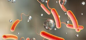 Поел креветок и отравился: в Бердянске у отдыхающего обнаружили подозрение на холеру