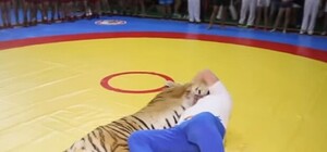 Видеофакт: в Крыму на турнире самбистов тренер сцепился с тигром