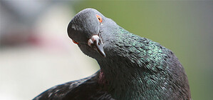 Забавно: на левом берегу голубь катался на автомобиле