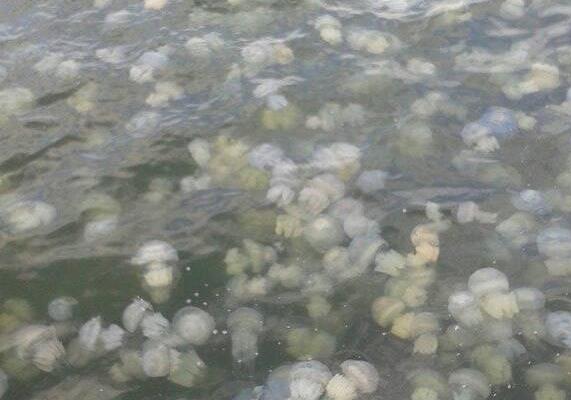 Нашествие медуз на Морвокзале. Фото: Виталий Порохрончук