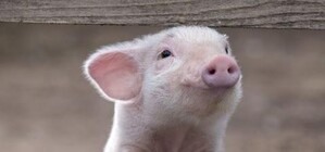 На Полтавщине новая вспышка африканской чумы свиней