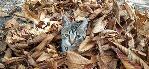 В Киеве будут штрафовать за сжигание листьев