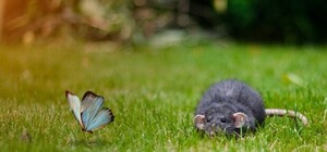 Нашествие: площадь Университетскую заполонили крысы