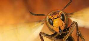 Посреди торгового центра: в Харькове мужчина едва не умер от укуса насекомого