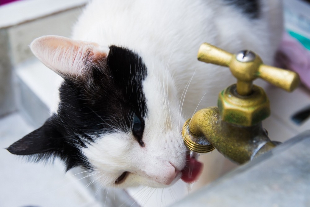 Кошка постоянно пьет. Кошка пьет. Кошка в воде. Кот пьет воду из под крана. Котята пьют из поилки.