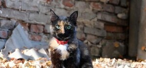 Не убивай: в Харькове суд отменил решение об отлове бездомных котов