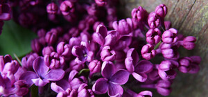 Что-то пошло не так: под Запорожьем зацвела сирень (ФОТО)