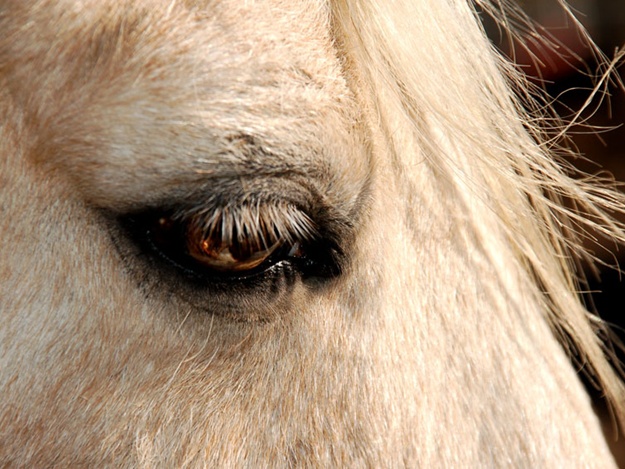Новость - Общество - В Одессе снова эксплуатируют истощенную лошадь: она возит кареты