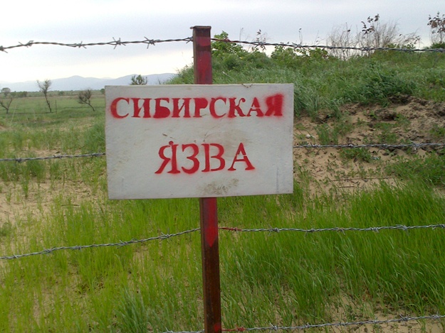 Новость - События - Не уходит: под Одессой зафиксировали очередной случай сибирской язвы