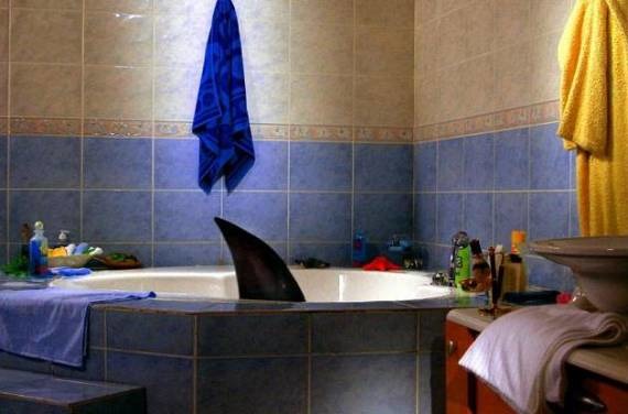 Новость - Общество - В Одессе спасли акулу, поместив ее в ванную: cмотри видео