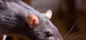 Крысы ходят в рестораны и по улицам: центр Киева страдает от нашествия грызунов