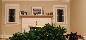 Проделки гигантского кота: на Набережной рухнула елка (ВИДЕО)