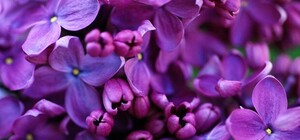 Природная аномалия: под Запорожьем расцвела сирень (ФОТО)