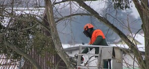 Резать нельзя запретить: киевсовет установил запрет на обрезку деревьев