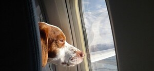 Дешевше нікуди: угорський лоукостер оголосив розпродаж авіаквитків