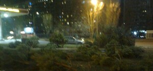 Смотри: под ногами одесситов валяются нераспроданные сосны