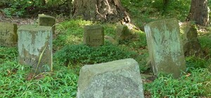 Не копай ямку в лесу: в Киеве обустроят кладбище для животных