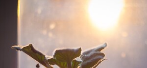 Приходи посмотреть: в Доме природы откроется выставка фиалок