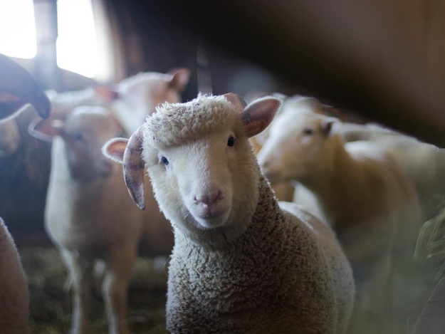 Новость - События - Стало известно, кого наказали за уничтожение черноморских овец