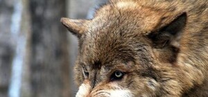 Нападение хищника: под Запорожьем трех человек покусал волк