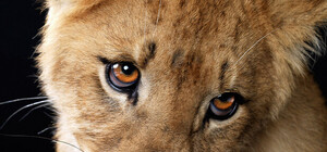 Развлечения мажоров: на Французском бульваре выгуливают львенка на поводке