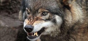 Волк, покусавший дачников под Запорожьем, был болен бешенством: в районе объявили карантин