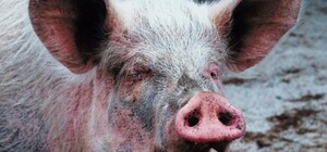 Африканская чума в Харькове: Госпотребслужба пошла по дворам