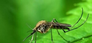 Открытие: в Крыму нашли три вида комаров с 