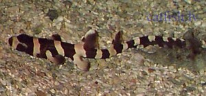 В Севастопольском аквариуме родились акулята