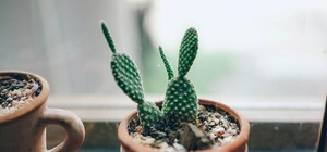 Приходи смотреть: в Киеве пройдет выставка экзотических растений