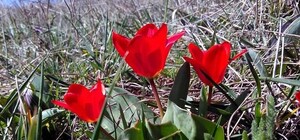 Весна-красна: на cклонах Фонтана зацвели тюльпаны, а под Одессой первые ирисы