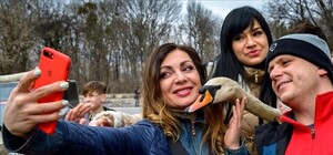 Фотофакт: в Полтавский дендропарк выпустили лебедей