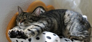 Работа мечты: одесситам будут оплачивать любовь и уход за котами