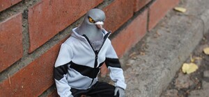 В центре Киева птица устроила дебош в квартире пенсионерки