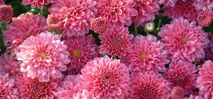 Любуйся: в Симферополе вывели три авторских сорта хризантем