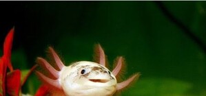 Бери пример, избиратель: в зоопарке появилось животное, которое умеет отращивать новый мозг