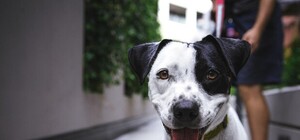 В коммунальные платежки добавят тариф на уборку за питомцами: сколько будем платить и зачем это нужно