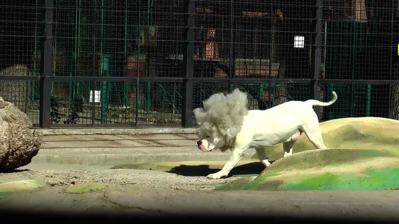 В Одесский зоопарк привезли "Гренландского белого льва"