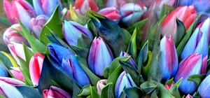 Украсят сказку: на Спивочем поле откроется выставка тюльпанов