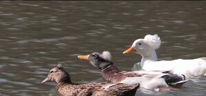 В Полтавский дендропарк поселили новых жителей: теперь там живут нильские гуси