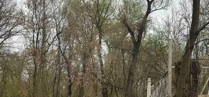 Горожане забили тревогу: на Хортице спилили десяти деревьев