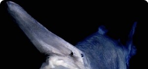 У берегов Крыма плавает акула-чудовище?