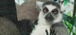 Понервничать полезно: Супрун рассказала, что такое настоящий стресс для организма