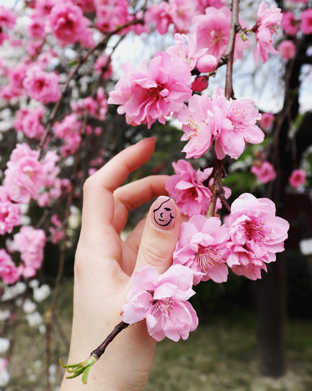 10 мест Одессы, где цветут сакуры и магнолии. Фото Deskgram